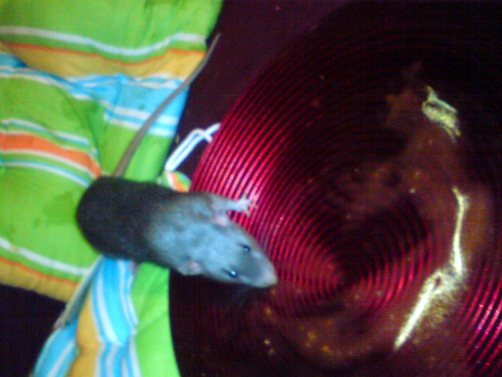 Mňam - zakázané ovoce nejvíc chutná RAJSKÁ RULES